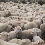 Oveja Merino