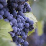 Uvas