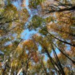 Bosque de lengas