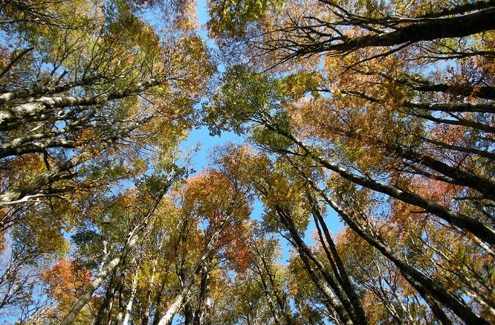 Bosque de lengas