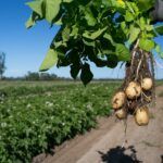 Papas de campo