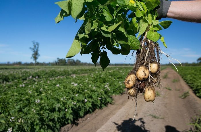 Papas de campo