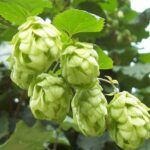 Flor de lúpulo