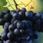 Día Internacional del Malbec