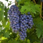 Pinot Noir