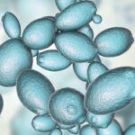 Saccharomyces cerevisiae