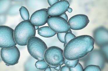 Saccharomyces cerevisiae