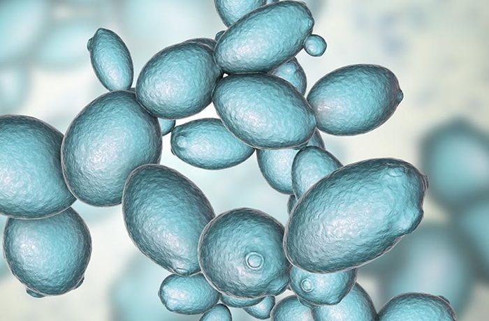 Saccharomyces cerevisiae Saccharomyces cerevisiae